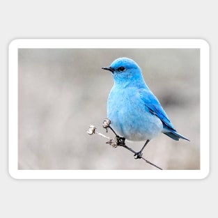 Mountain Bluebird on the Tansy Sticker